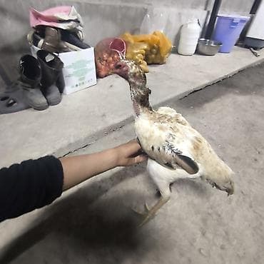 тоджон корейский бройлер: Продаю | Петух | Бойцовая | Для разведения — 3