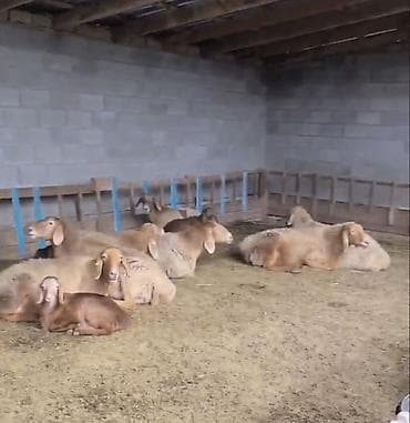 ош карова: Продаю | Овца (самка) | Для разведения | Племенные — 2