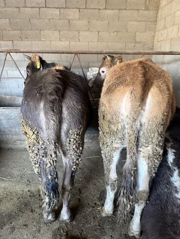 племенные коровы: Продаю | Тёлка — 3