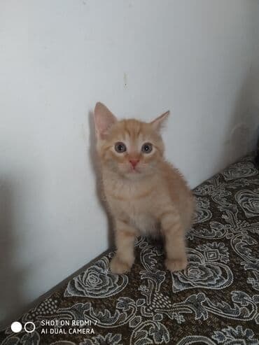 котята цена: 2 месяца, Мальчик — 3