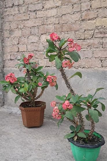 Комнатные растения в горшках: 1) Эуфорбия Милла (Euphorbia milii