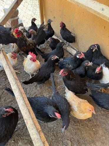 куры домашние: Продаю | Петух, Куры — 1