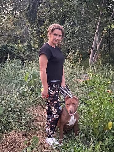 спартивный одежда: Девочка питбуля ищет кобеля на вязку — 1