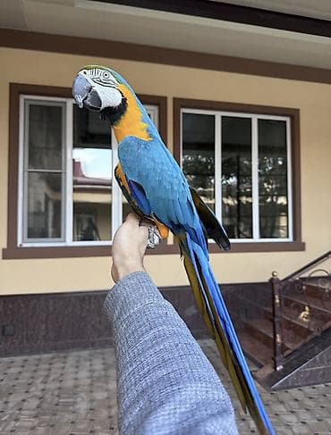 мал сату: Ара ручное. говоряшие голубой-жёлтый (Ara ararauna) - Яркий окрас — 1