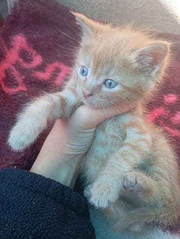 отдам котенка в добрые руки: Отдам в хорошие руки! Котята, короткошёрстные, домашние — 1