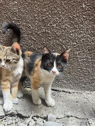 🐾 Ищу дом для трёх маленьких пушистиков ❤️ У нас дома появились три — 2