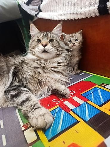 Рыбы: Котята, пушистые комочки счастья! На фото — малыши с полу-длинной — 6