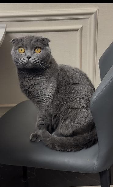 Үй жаныбарлары: Шотландская вислоухая кошка (Scottish Fold), девочка с паспортом и — 2