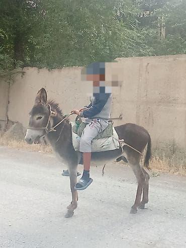Животные: Кунан эркек минилип калган минус жок - Вид: осёл (самец). - — 3