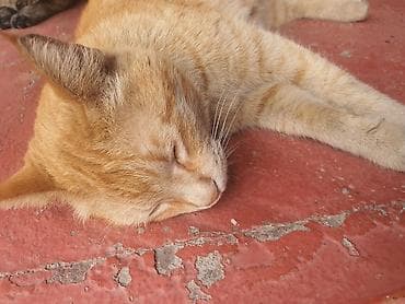 взять котика в добрые руки: Домашний кот рыжего окраса (табби). Короткая плотная шерсть теплого — 1