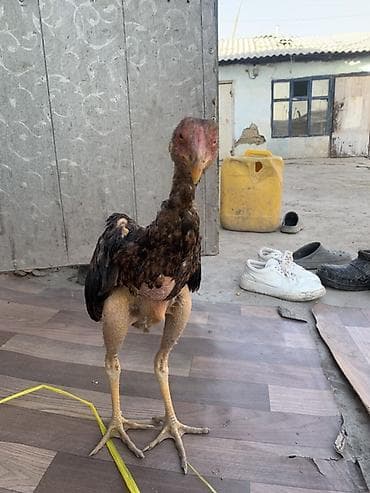 аям семани: Продаю | Петух | Бойцовая | Для разведения — 1