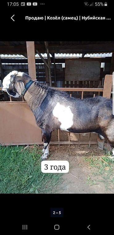 сколько стоят лысые кошки: Козлик нубиец 75 % 2 месяца ( крупный ),на последнем фото отец — 2