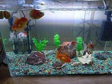 Продаются золотые рыбки 6 шт «Красная шапочка»! 🐠❤️ Красивые at lalafo.kg Продаются золотые рыбки 6 шт «Красная шапочка»! 🐠❤️ Красивые