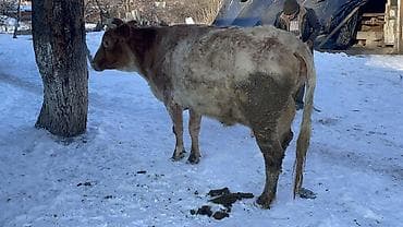 кара балта тай: Продаю | Корова (самка) | Айрширская | Для молока — 6