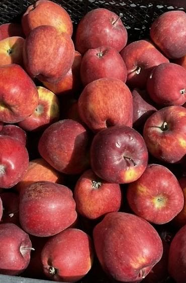 алма сатылат: Алмалар Превосход, Дүңүнөн — 1