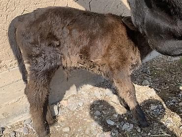 Баран, овца: Продаю | Корова (самка) | Для молока | После отела — 4