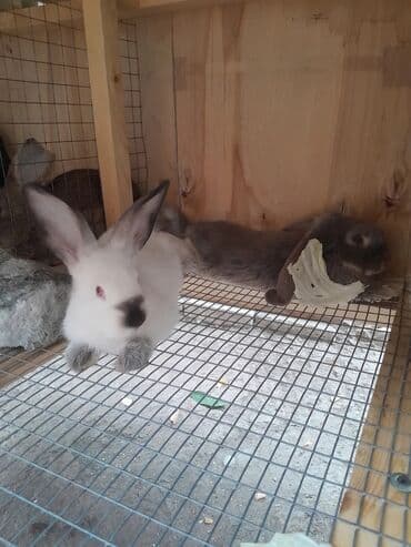 в связи с переездом отдам попугая жако в добрые руки: Продаю | Кролик самец | Фландр | Для разведения | Племенные — 14
