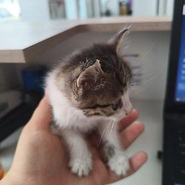 рыжие котята: Котёнок, тигрово-белый окрас (таби), короткошёрстный. Компактный, с — 2
