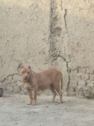 Вязка собак: Питбуль, 2 года, Самка, С прививкой — 3