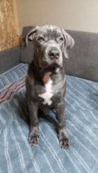 кавказ собака: Продаются щенки кубинского питбультерьера, линейное разведение — 1