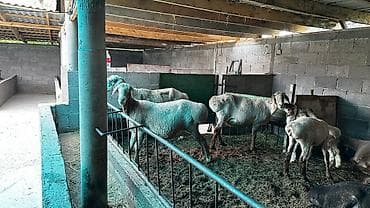 свинкс кошки: Продаю | Овца (самка) | Арашан | Для разведения — 3