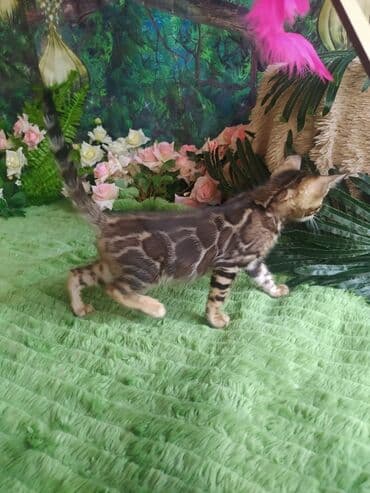 цена шотландского вислоухого кота: Бенгальская, 1 месяц, Мальчик, Приучена к лотку, Проглистована, С документами — 11