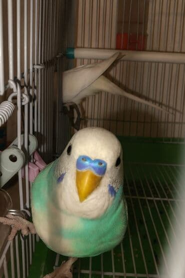 болезни попугаев волнистых: Волнистые попугаи с клеткой. Состав набора: - Пара волнистых — 4