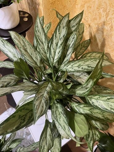 где можно купить саженцы павловния в кыргызстане: Продаю Аглаонема 70 см — 1