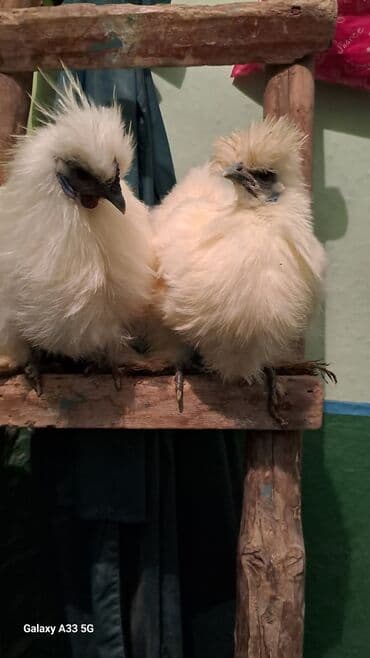 Ветеринар кызматы: Сатам | Тооктор, Короздор — 5