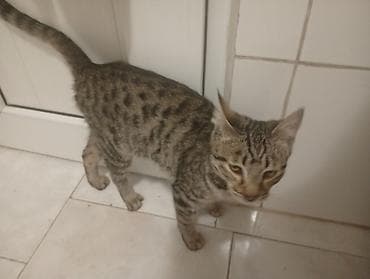 рыжая сибирская кошка: Сиамская, 7 месяцев, Мальчик, Серый, Метис, Приучена к лотку, Проглистована — 1