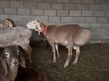 сколько стоит енот: Продаю | Баран (самец) | Арашан | Для разведения | Племенные, Осеменитель — 8