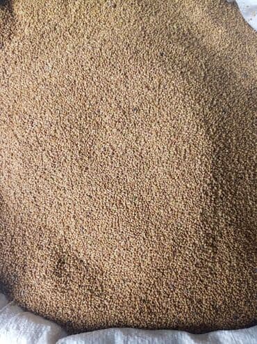 аквариум балык: Беде урук сатабыз келишим баада анализден откон 99%чыгышына кепилдик — 5