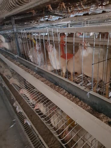 продажа щенков немецкой овчарки с документами в бишкеке: Продаю | Куры | Несушки — 4