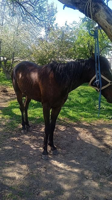 лошадь самец: Продаю | Жеребец | Полукровка | Рабочий — 4