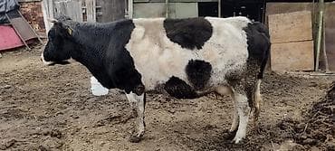 дойный козы: Продаю | Корова (самка) | Для молока | Стельные — 2