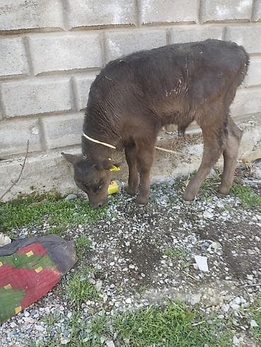 швиц теленок: Продаю | Музоо, торпок | На откорм | Привязанные — 1