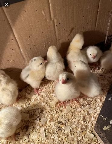 Продаю | Цыплята | Несушки