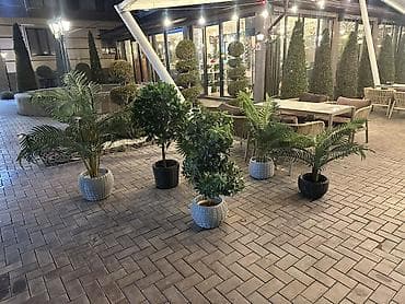 простой: Декоративные напольные растения в кашпо для интерьера и террас - — 2