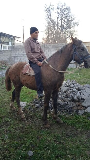 Собаки: Продаю | Жеребец | Кара Жорго | Рабочий | Племенные — 1