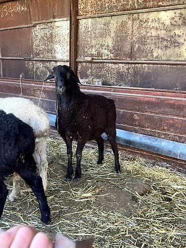 утята муларды купить: Продаю | Овца (самка) | Полукровка | Для разведения — 2