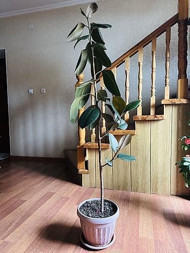 Фикус эластика (Ficus elastica) в горшке - Высокое комнатное дерево с — 2