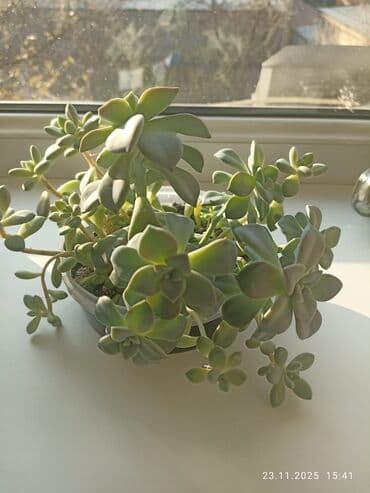 сколько стоит аквариум для рыб: Долларовое дерево
суккуленты для пересадки — 4