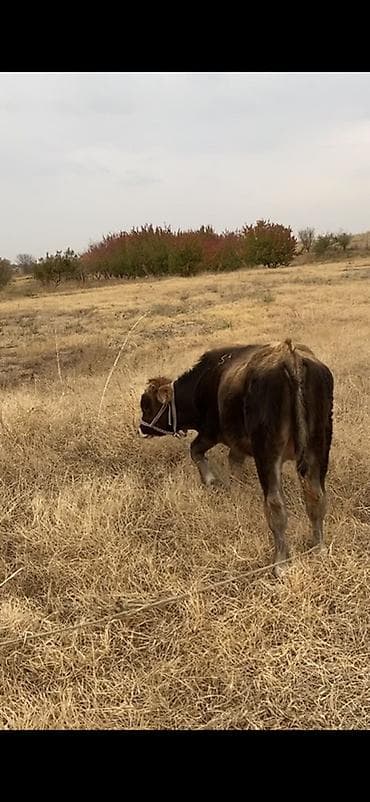 купить птиц: Продаю | Бык (самец) | На откорм | Привязанные — 1