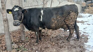 Кошки: Продаю | Корова (самка) | Для разведения, Для молока | Стельные — 3