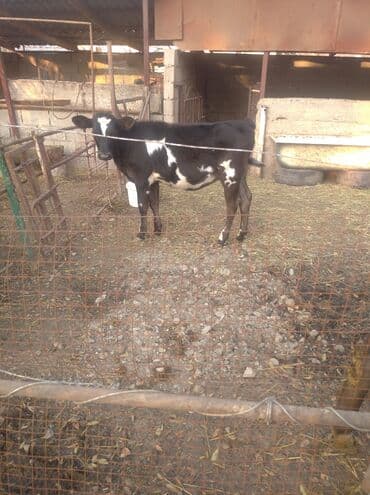 продаю связи с переездом: Продаю | Тёлка | Голштин, Швицкая | Для разведения — 1