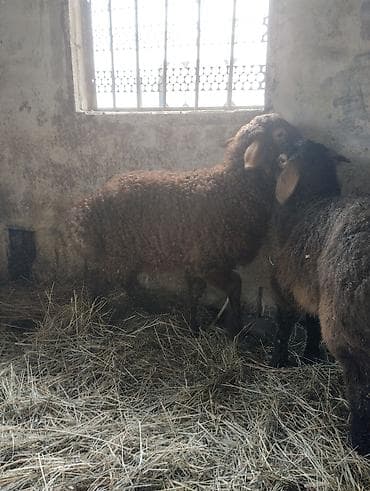 тай дай: Продаю | Овца (самка) | Для разведения | Племенные — 6