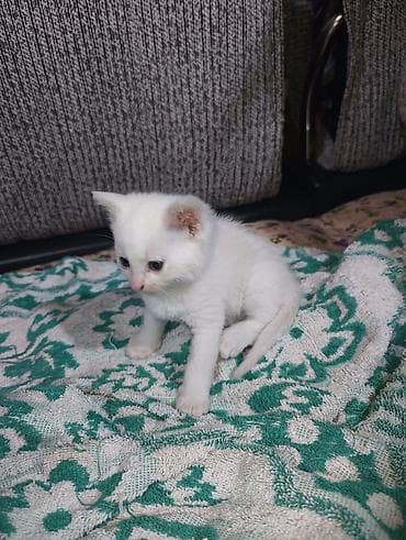 кошка домашный: Белый котёнок, девочка короткошёрстный, домашний. Особенности: - — 2