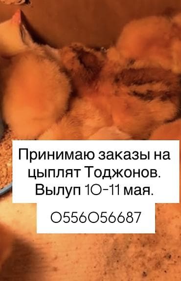 цыплята утки: Продаю | Цыплята | На забой — 1