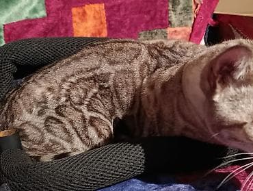 продам собаку доска объявлений: Бенгальская кошка.Цена договорна. Описание: - Короткая, плотная — 2