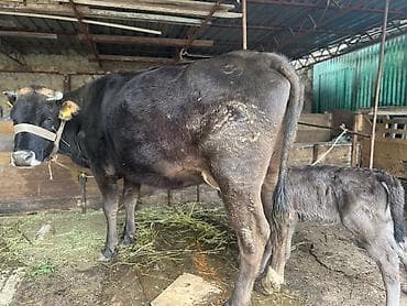суточный жожо: Продаю | Корова (самка) | Алатауская | Для молока | После отела — 1